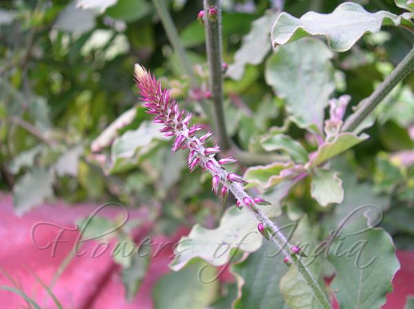 Prickly Chaff Flower